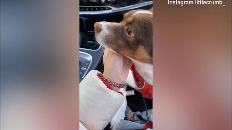 Elisabetta Canalis chiede al cane: "Cosa ti è piaciuto dell'Italia?"