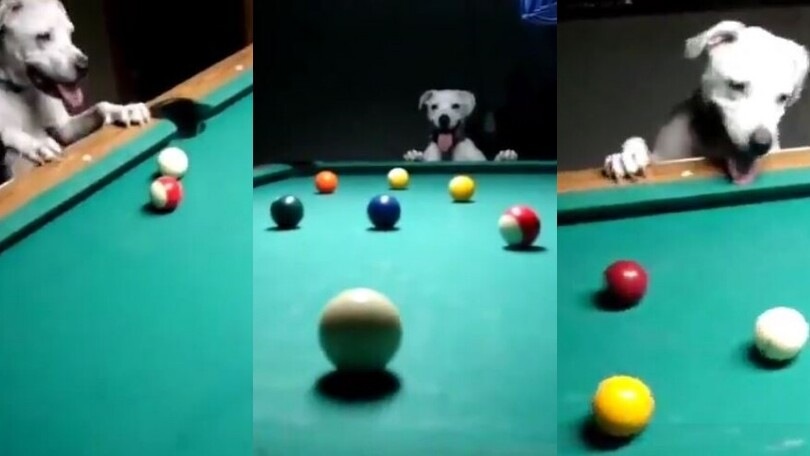Il cane le imbuca tutte: il video è incredibile