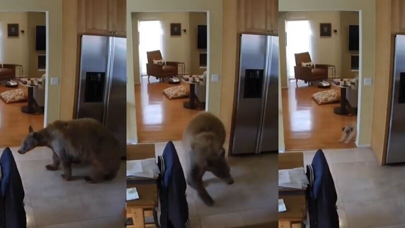 L'orso gigante entra in casa ma i cagnolini lo mettono in fuga così