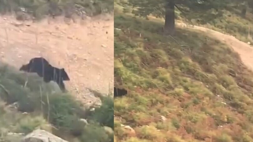 L'orso insegue il mountain biker: il video da brividi!