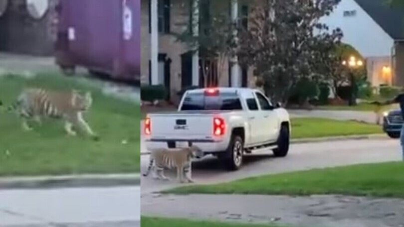 Usa, la fuga del presunto killer con la tigre terrorizza i passanti!