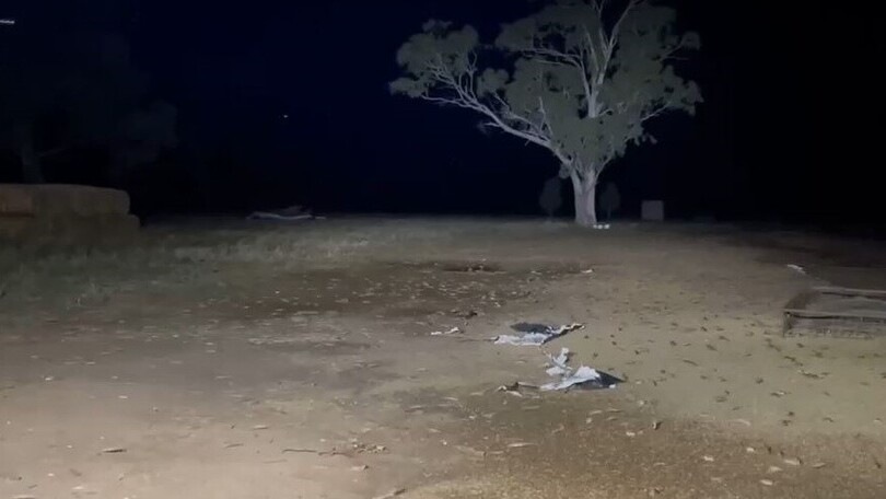Milioni di topi minacciano l'Australia, l'invasione è incontrollabile!