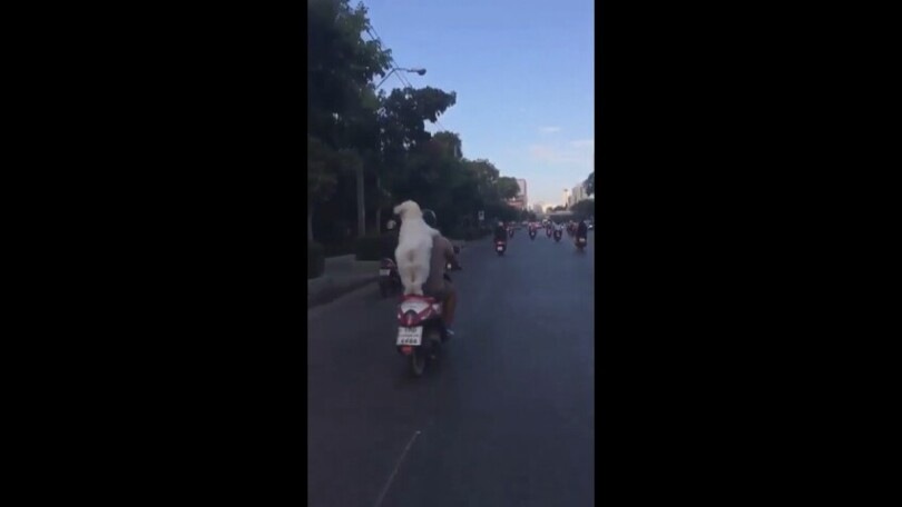 Il cagnolino “centauro”: ecco cosa fa quando il verde si accende
