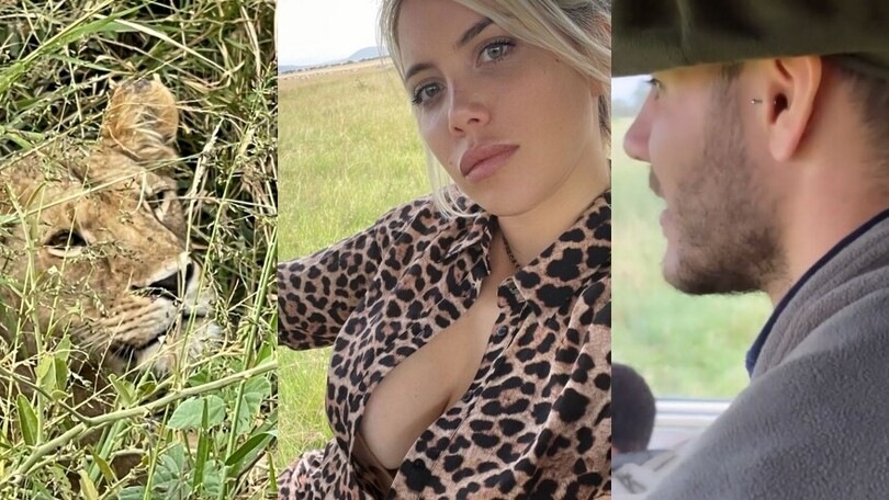 Lady Icardi, l'incontro ravvicinato con una leonessa in Africa