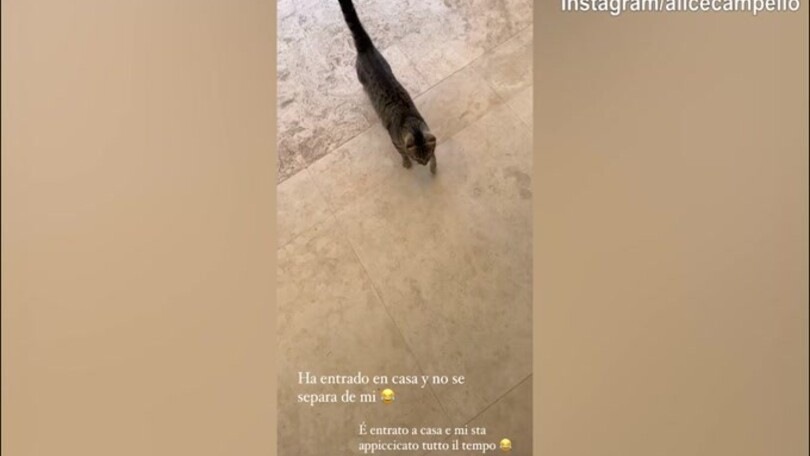 Alice, che succede? Un gatto entra in casa e non si separa..