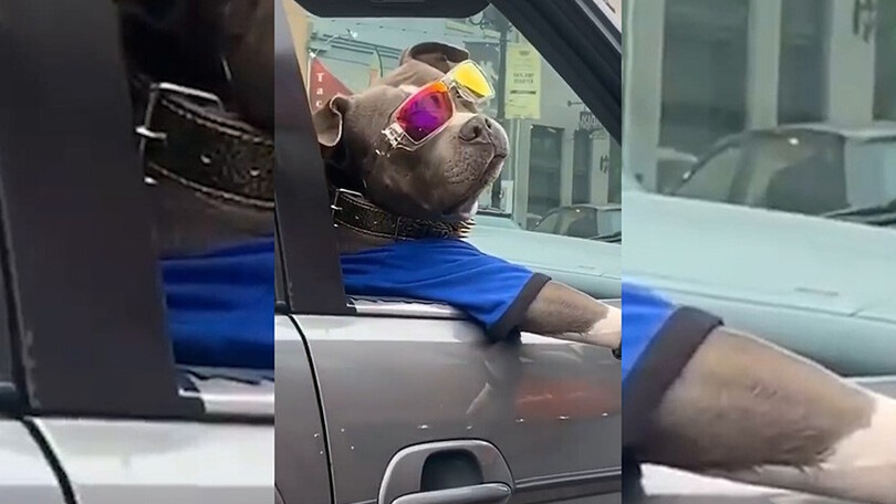 Occhiali da sole e maglietta: il cane si gode il viaggio in auto