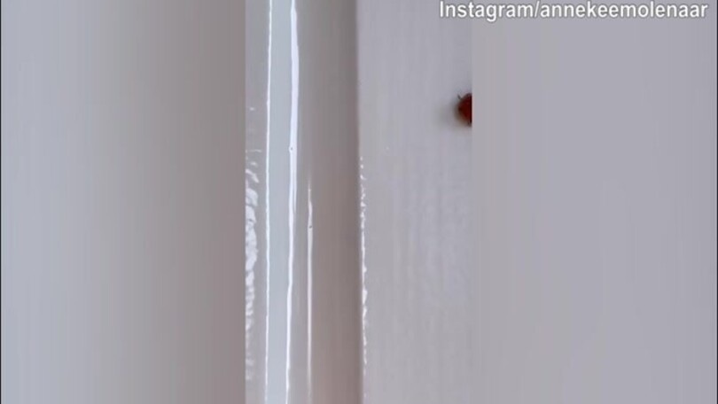 Annekee Molenaar, coccinella in casa...porterà fortuna?