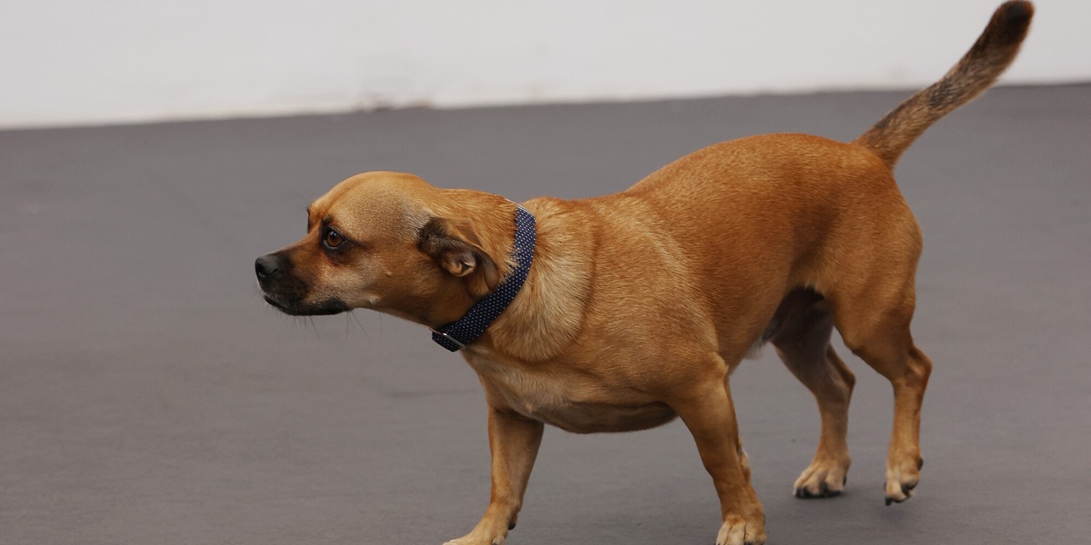 Usa il cane come scusa per tradire la moglie: il cucciolo lo fa scoprire