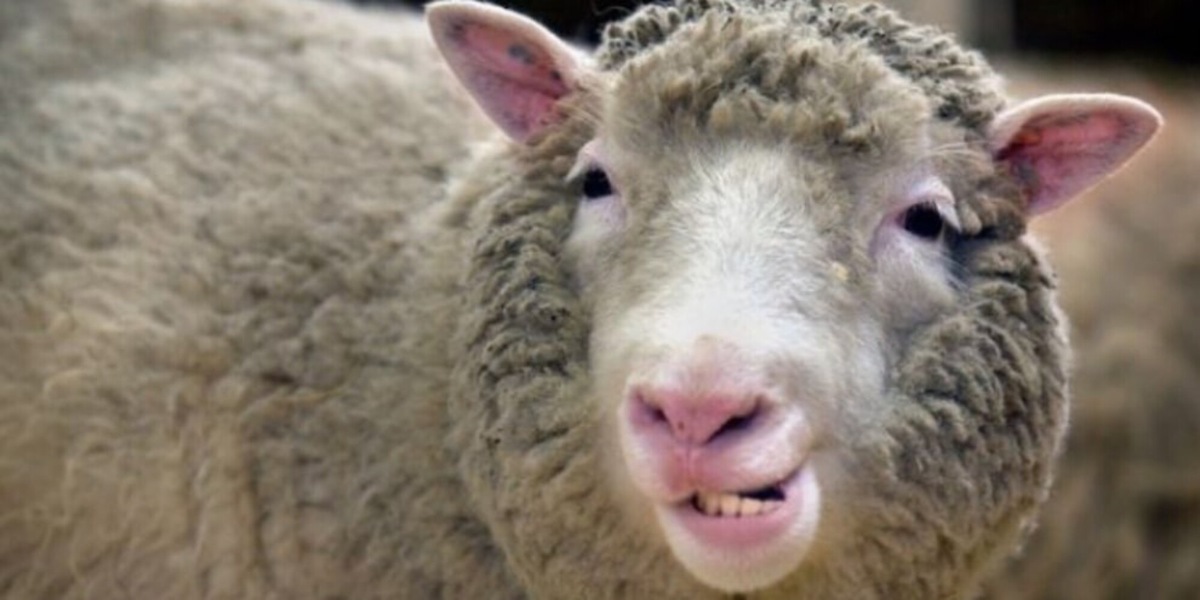 Vi ricordate la pecora Dolly? Gli scienziati: "Ci chiamano per clonare i morti”
