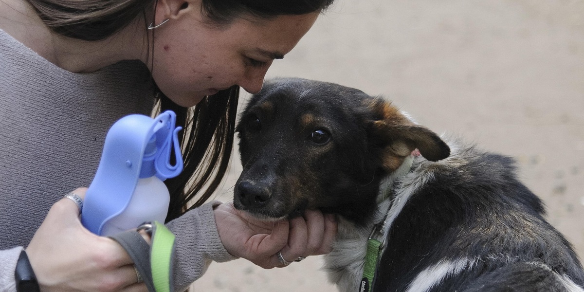 Le 10 razze di cani più vivaci e attive