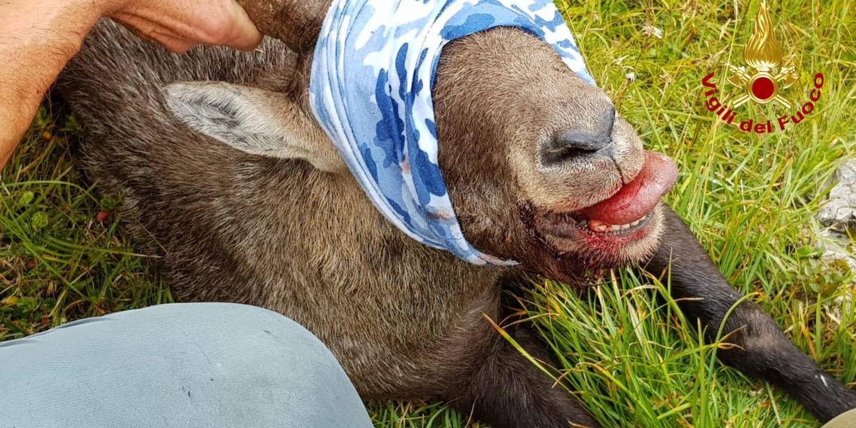 È morto lo stambecco che aveva ingoiato una scatoletta di tonno