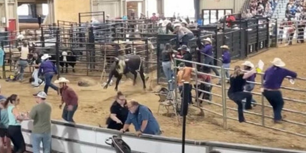 Florida, il toro si ribella e va fra la folla