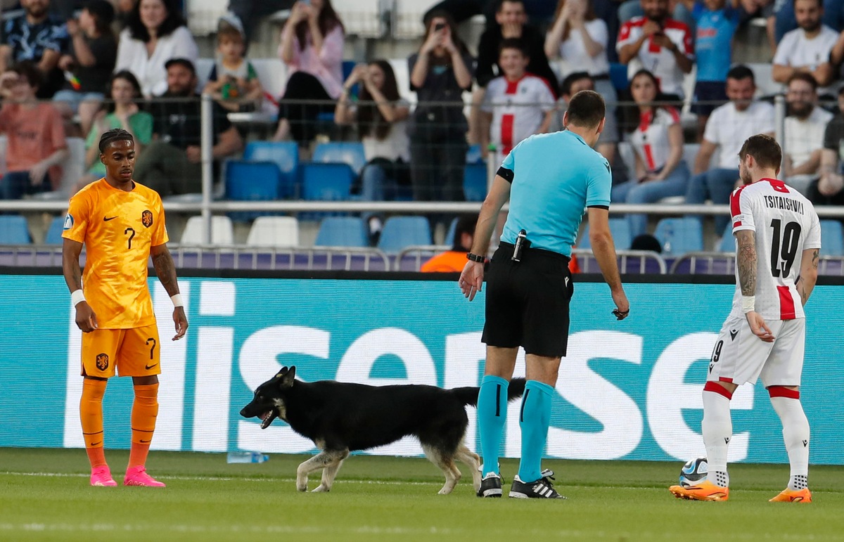 Europei Under 21, un cane invade il campo durante Olanda-Georgia