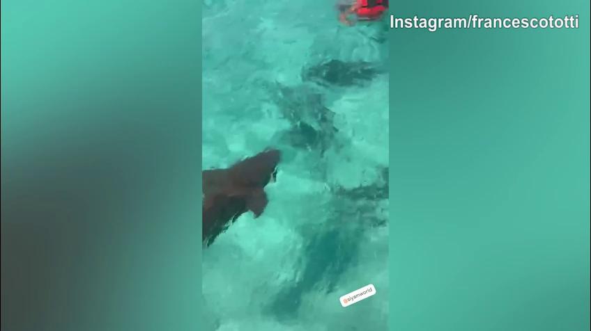 Totti, incontro pericoloso con gli squali!