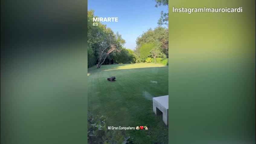Mauro Icardi e il messaggio per il cane: "Mio compagno..."