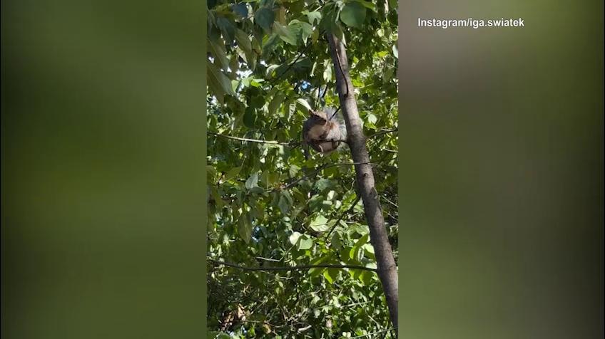 Swiatek, incontro inaspettato nel parco