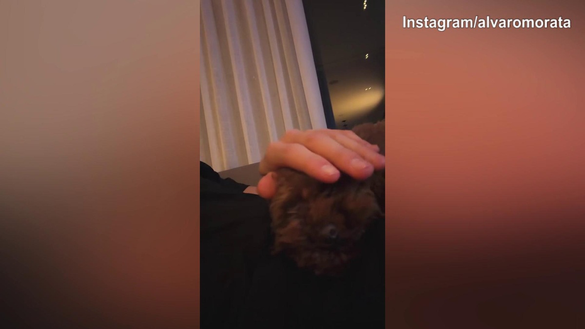 Como, le coccole di Morata per il suo cane