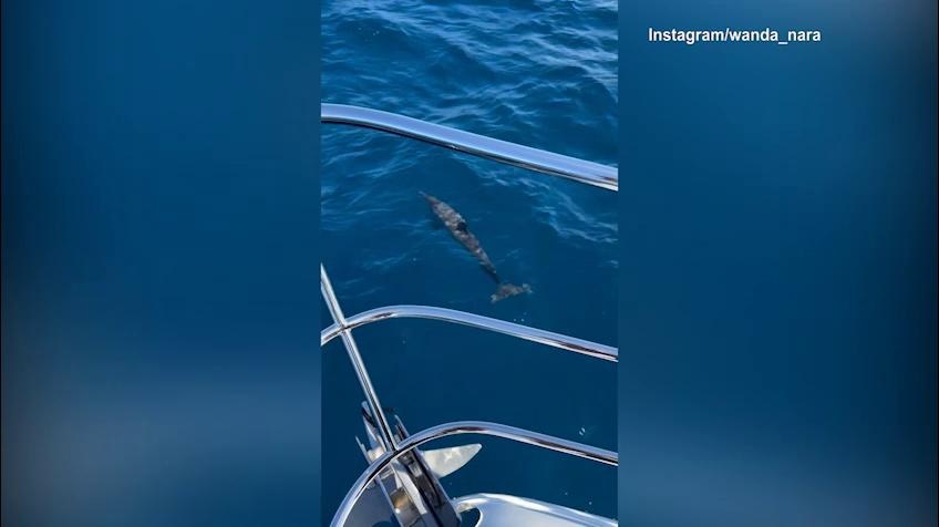 Wanda Nara coi delfini alle Maldive