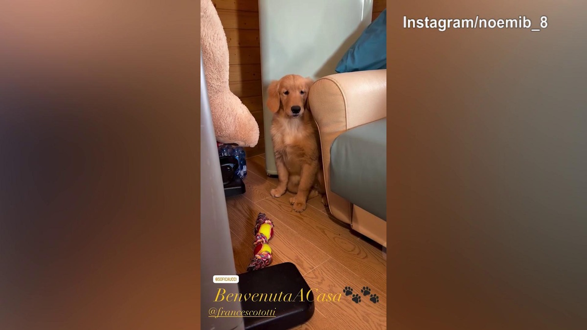 In casa Noemi Bocchi si festeggia l'arrivo di...un cagnolino