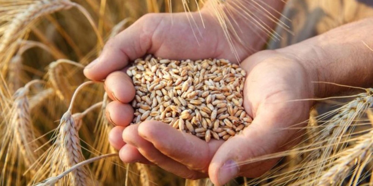 Usa, 'da G20 timori su catene di approvvigionamento di cibo e fertilizzanti'