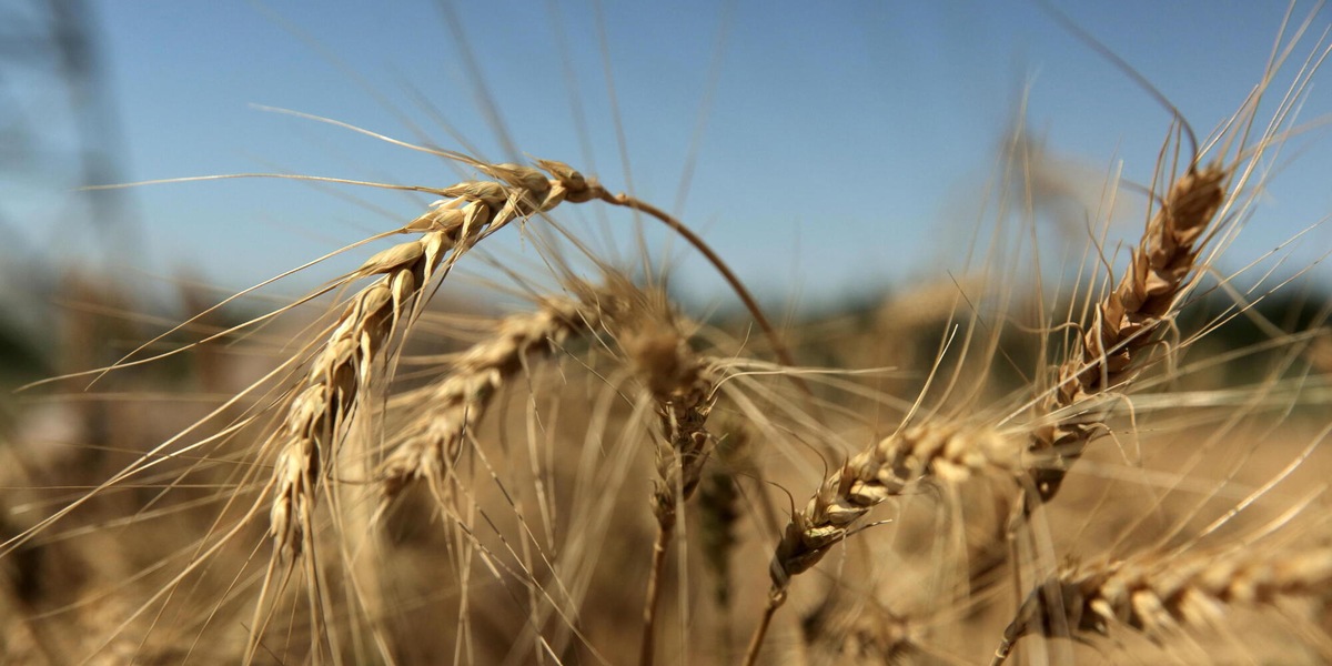 Esposto dei consumatori all'Antitrust contro pasta Divella