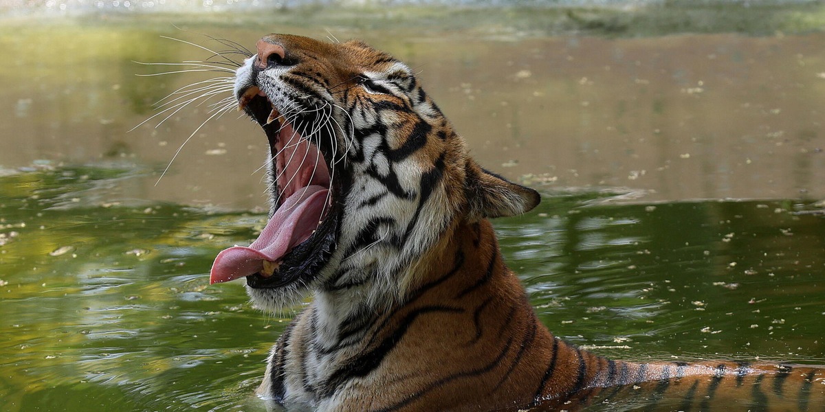 Messico, uccisa la tigre Kenzo che era fuggita da un centro privato
