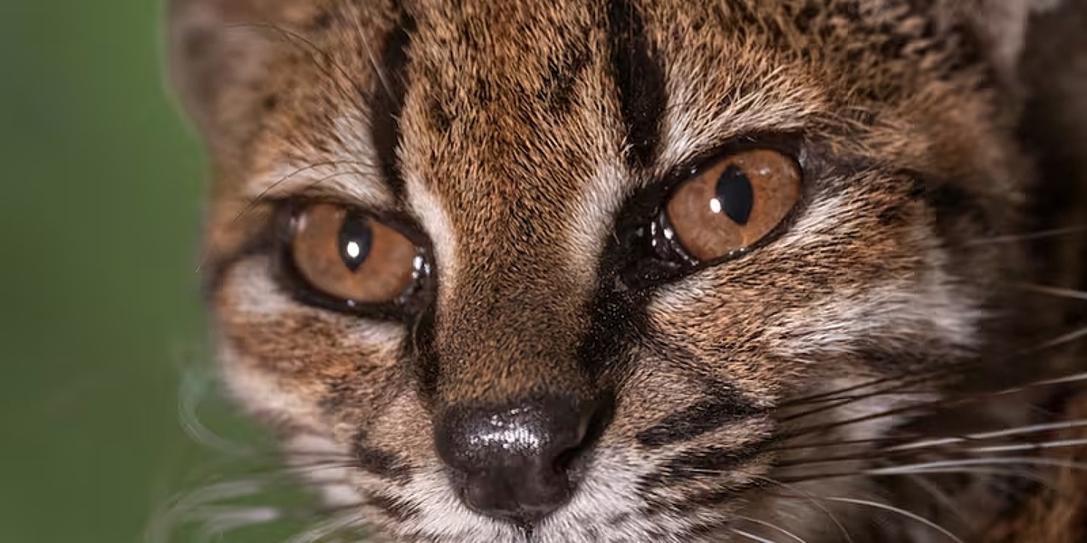 Scoperta nuova specie di felino selvatico in Bolivia