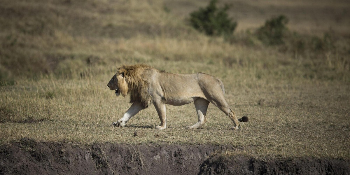 Tanzania, 'dieci leoni morti avvelenati nella riserva patrimonio Unesco'