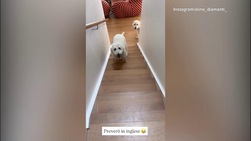 Diamanti, quante risate coi suoi cani: ma che lingua parlano?