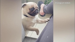 Ibra, che occhiataccia al cane: lui si "spaventa"...