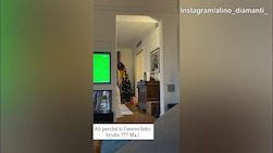 La "delusione" di Diamanti: il suo albero viene "sostituito"...