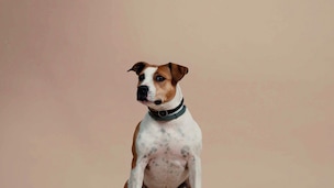 Il Sassuolo lancia il calendario 2026...con gli amici a 4 zampe!