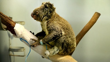 Fridays for Future per l'Australia, flash mob a Milano