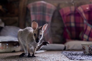 WWF Australia: al lavoro per salvare le specie protette