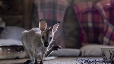 WWF Australia: al lavoro per salvare le specie protette