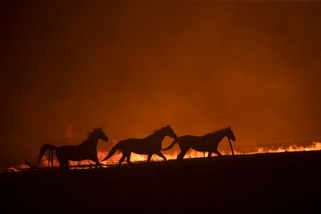 L'Australia post-incendi: al via il progetto di "citizen science"