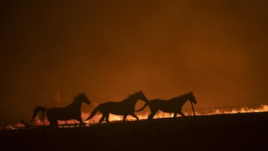 L'Australia post-incendi: al via il progetto di "citizen science"