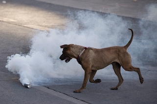 Catania, 60enne spara a un cane dal balcone: denunciato