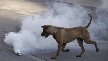 Catania, 60enne spara a un cane dal balcone: denunciato