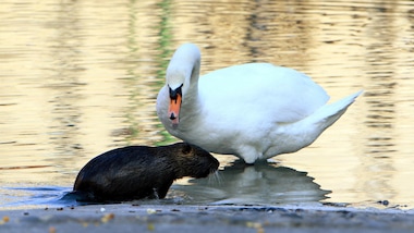 Coronavirus, Milano: il cigno e la nutria, strana coppia in Darsena