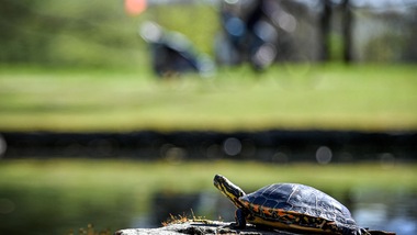 Coronavirus, donna multata per aver portato a spasso una tartaruga