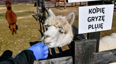 "Anticorpi per battere il Coronavirus, la speranza nei lama del Perù"