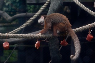 Cina, il vaccino già funziona sulle scimmie: "Risultati incoraggianti"