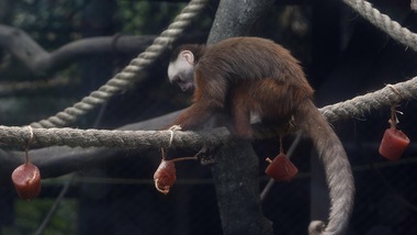 Cina, il vaccino già funziona sulle scimmie: "Risultati incoraggianti"