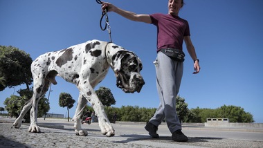 "Addestriamo i cani a riconoscere il Coronavirus dall'odore"
