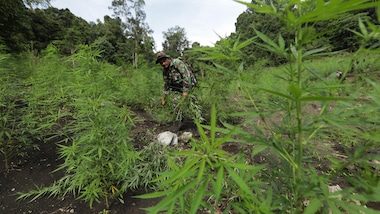 "Forti varietà di cannabis possono prevenire e curare il Coronavirus"