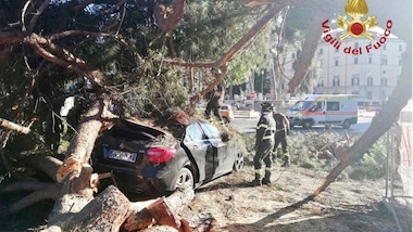 Cade un pino in centro a Roma, colpita una vettura in transito