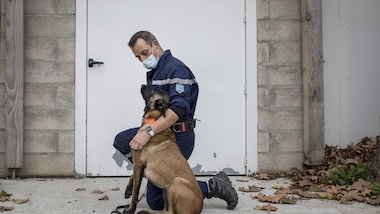 "I cani sono in grado di capire chi ha contratto il Coronavirus"