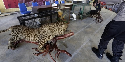 Oms: stop alla vendita di animali selvatici nei mercati alimentari