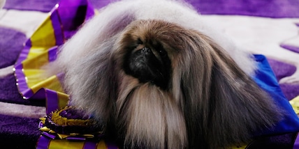 Cane più bello d'America, trionfa il pechinese Wasabi